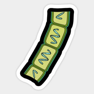 Coenobium of Spirogyra Sticker